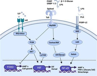 Metabolism and immune memory in invertebrates: are they dissociated?